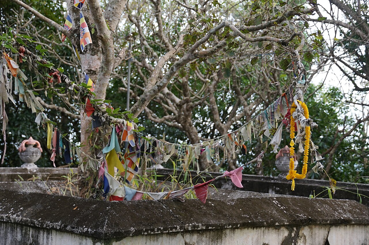 Bo tree at Mulkirigala Rock Temple