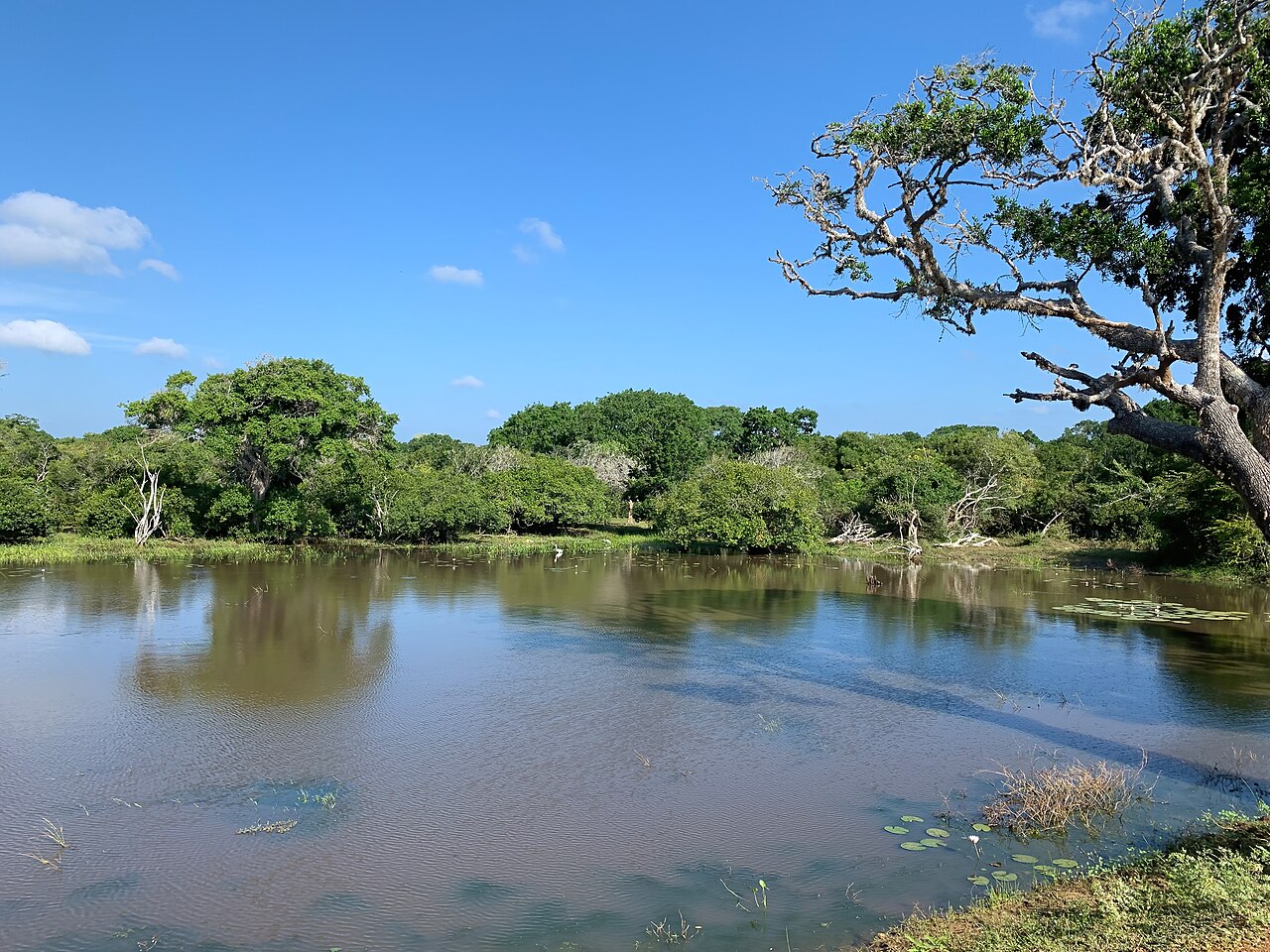 Wildlife in Yala National Park